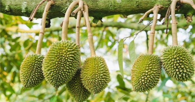 Chuẩn bị đất và hố trồng cẩn thận là bước đầu tiên quan trọng trong quy trình chăm sóc cây sầu riêng con.
